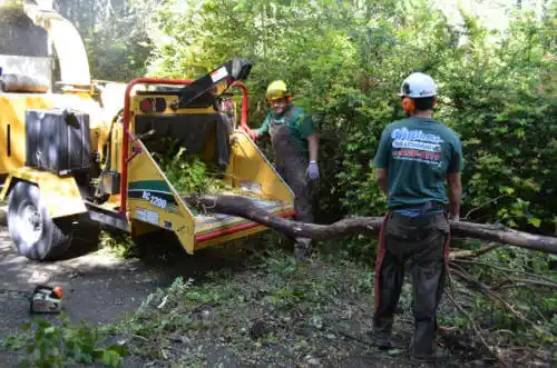 tree services Tariffville